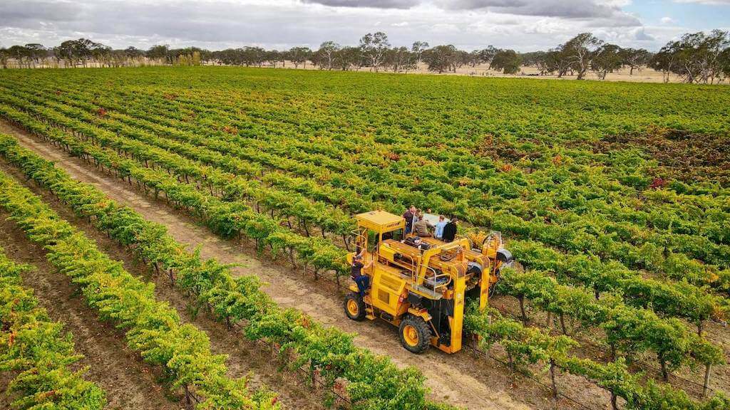 A_large_machine_harvesting_grapes